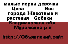 милые иорки девочки › Цена ­ 15 000 - Все города Животные и растения » Собаки   . Владимирская обл.,Муромский р-н